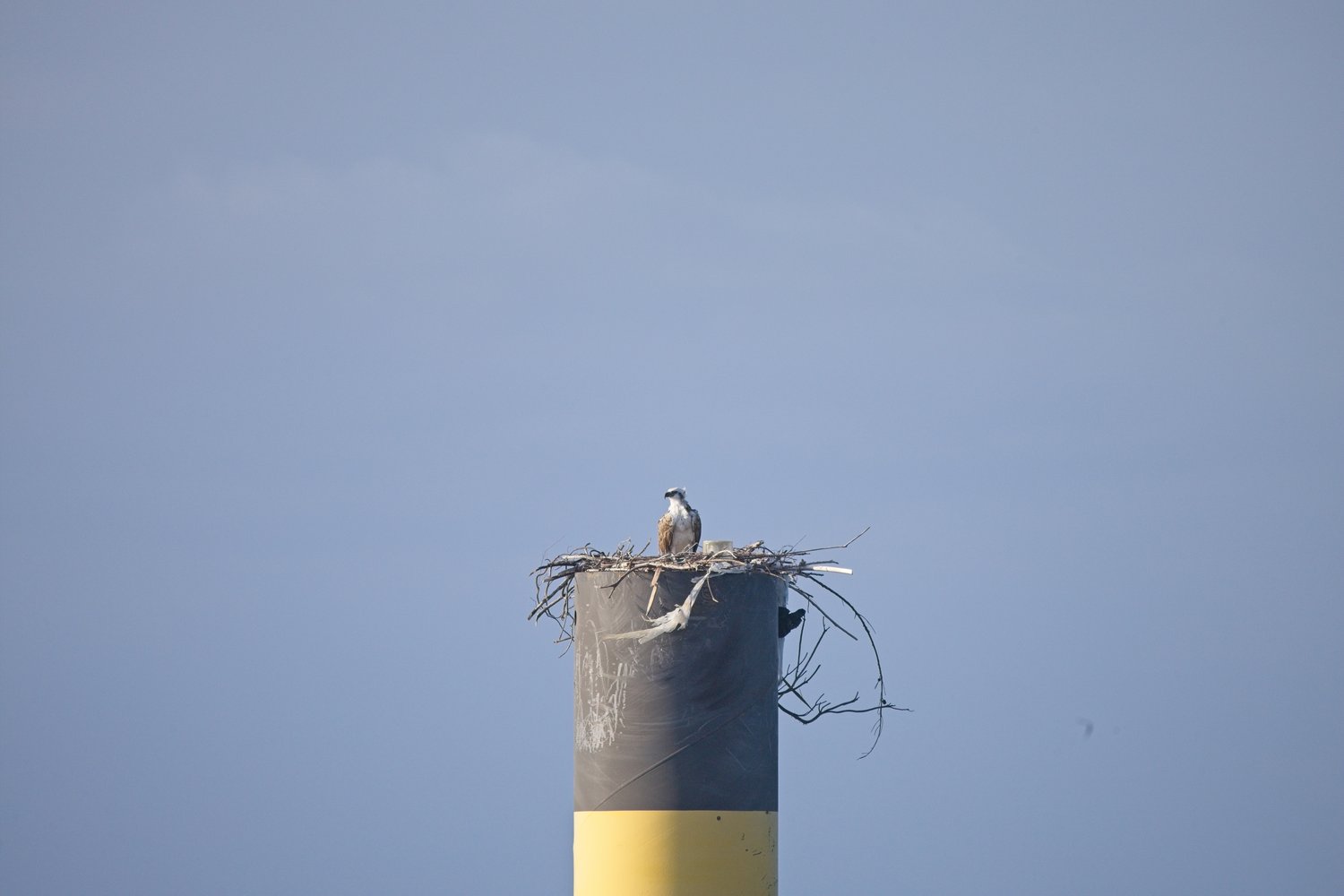 An osprey perched in a large stick nest built on top of a cylindrical pole painted black with a yellow stripe at the base, set against a clear blue sky.